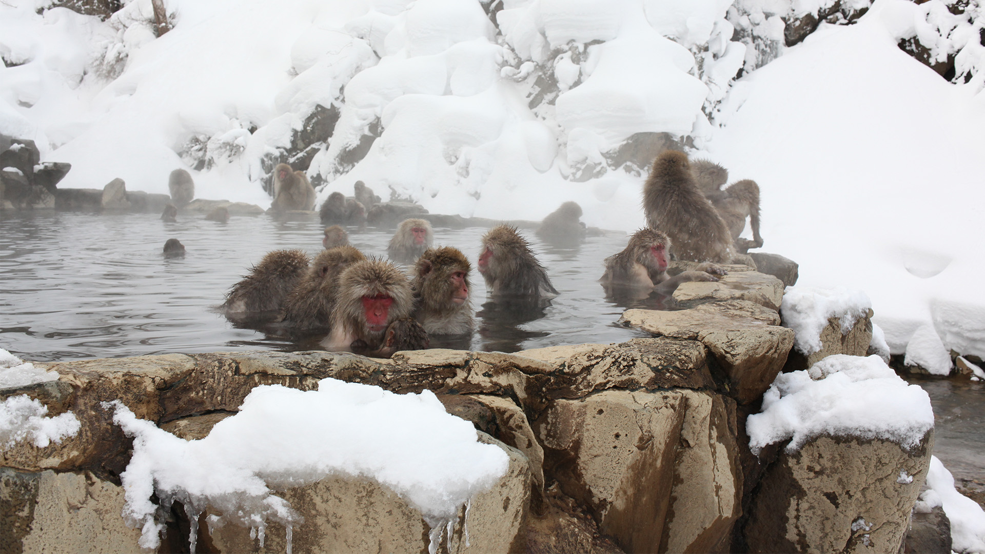 Sneaber i de varme kilder ved Nagano