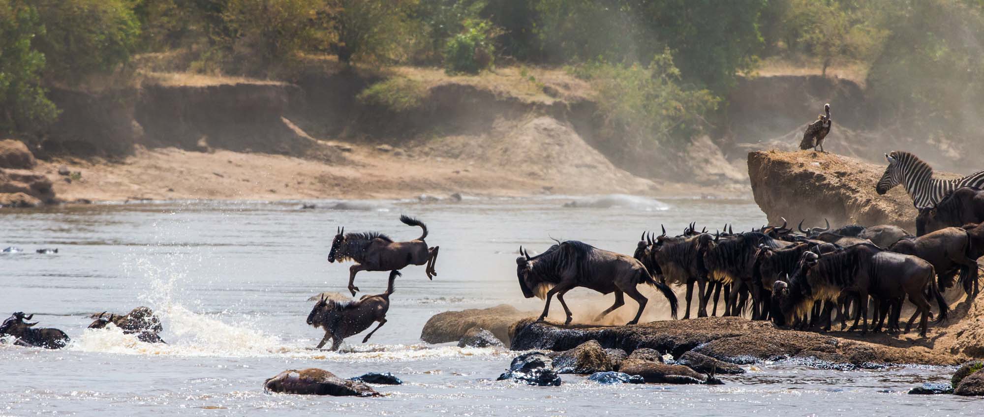 Vildtvandringen hvor gnuerne krydser Mara-floden.