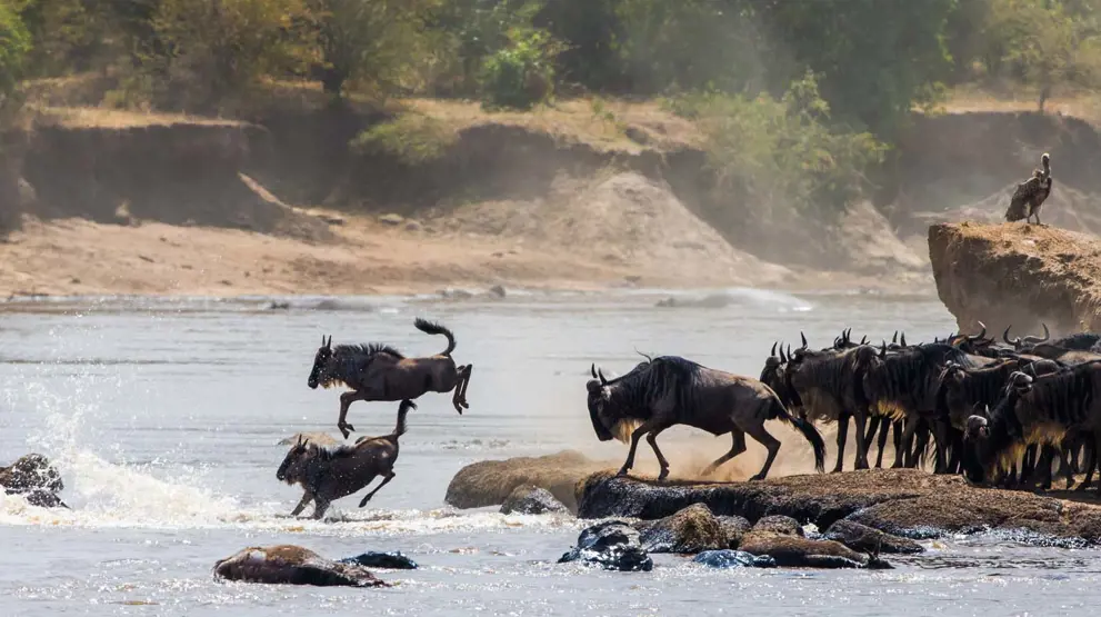 Vildtvandringen hvor gnuerne krydser Mara-floden.