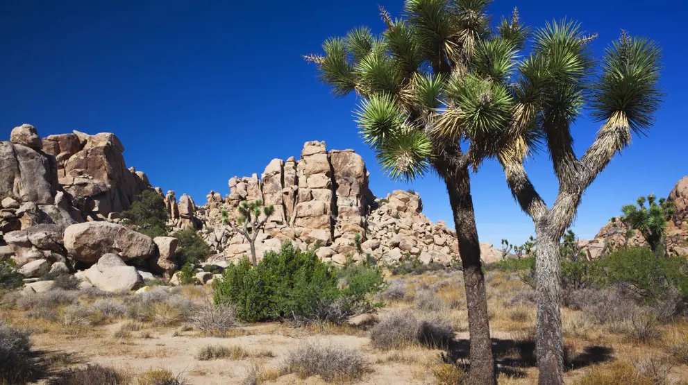 Joshua Tree National Park, Californien