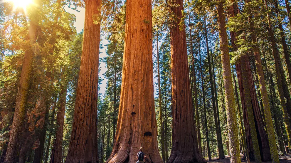 Sequioa & Kings Canyon National Park, Californien