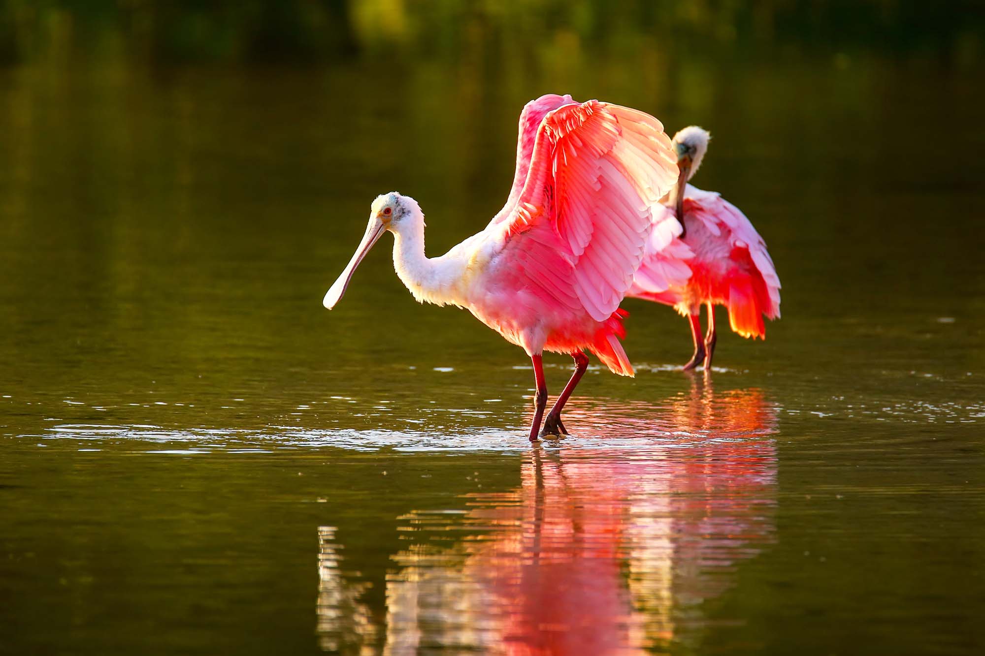 usa-florida-everglades-roseate-spoonbill-shutterstock_383917999