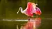 usa-florida-everglades-roseate-spoonbill-shutterstock_383917999