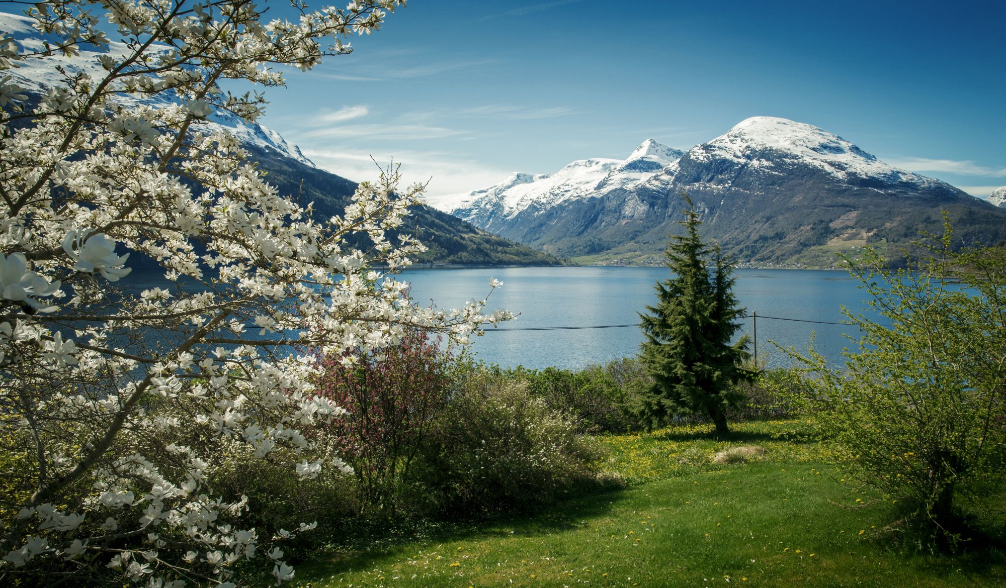 Blomstrende frugttræer langs Hardangerfjorden med snedækkede fjelde i baggrunden