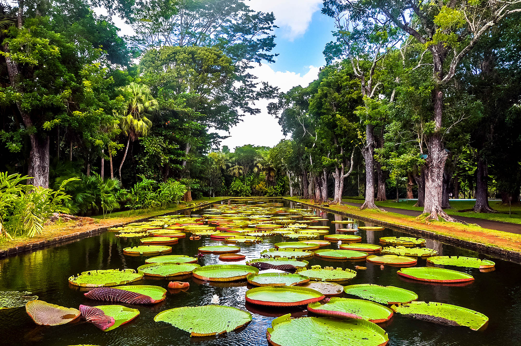 Den botaniske have med kæmpeåkander i det nordlige Mauritius.