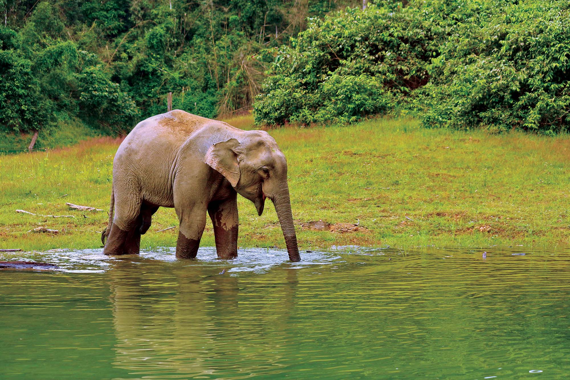 På rejser til Sydthailand kan du opleve elefanter og næsehornsfugle i Khao Sok.