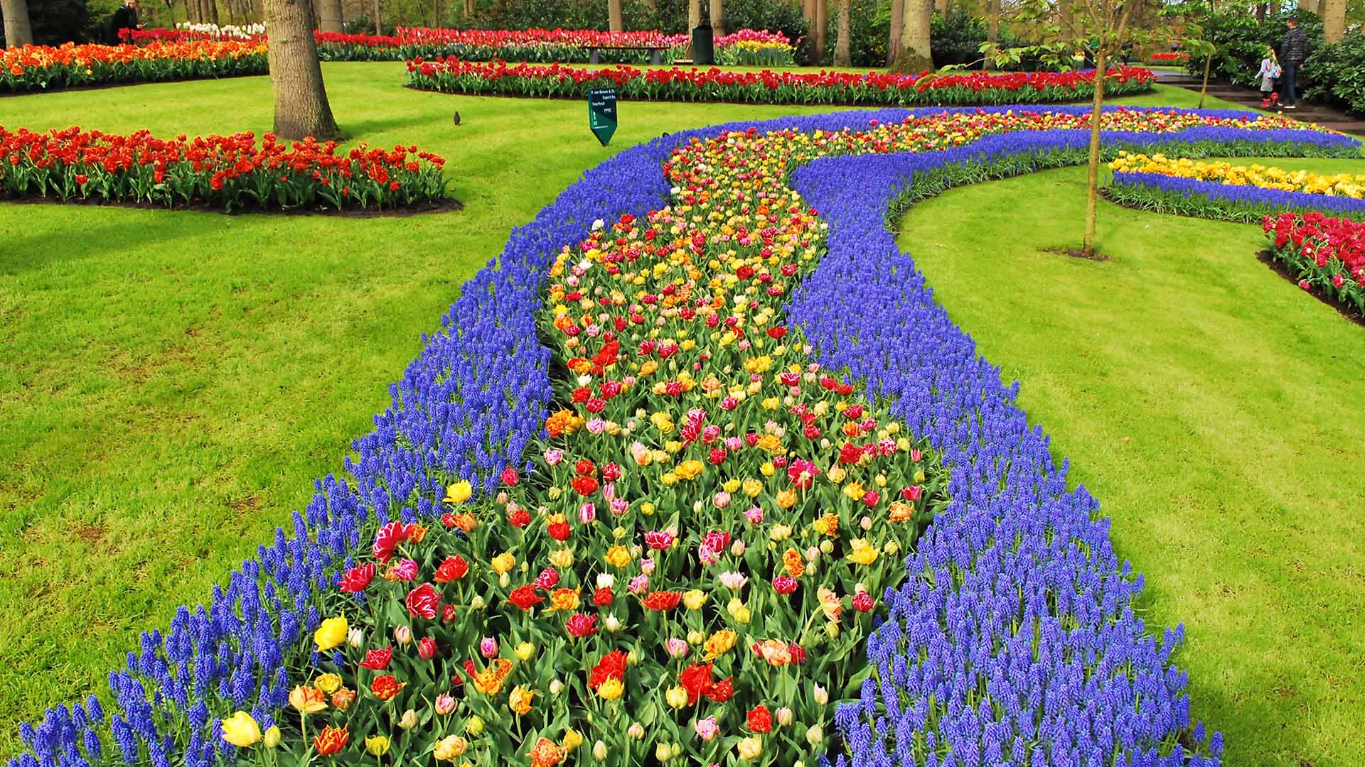 Keukenhof og de mange smukke tulipaner