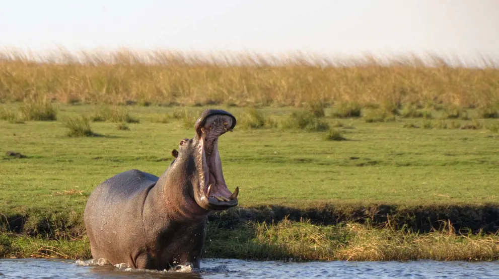 Flodhest i Chobe National Park