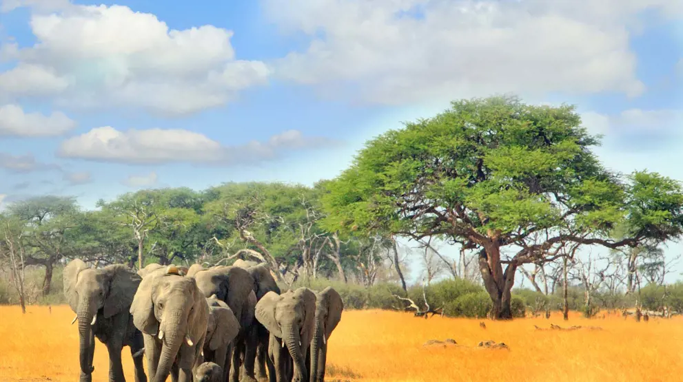 Elefanter i Hwange National Park