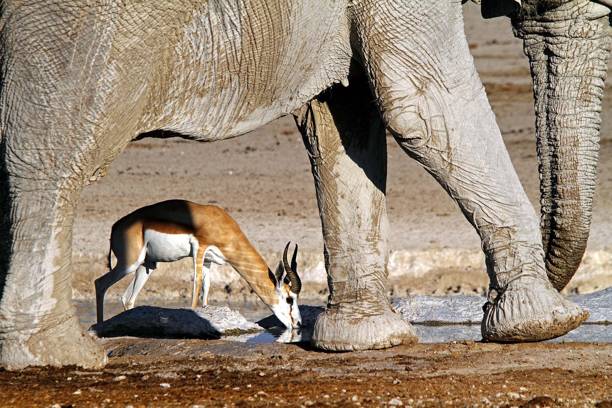 Oplev dyrelivet på en rundrejse i Namibia
