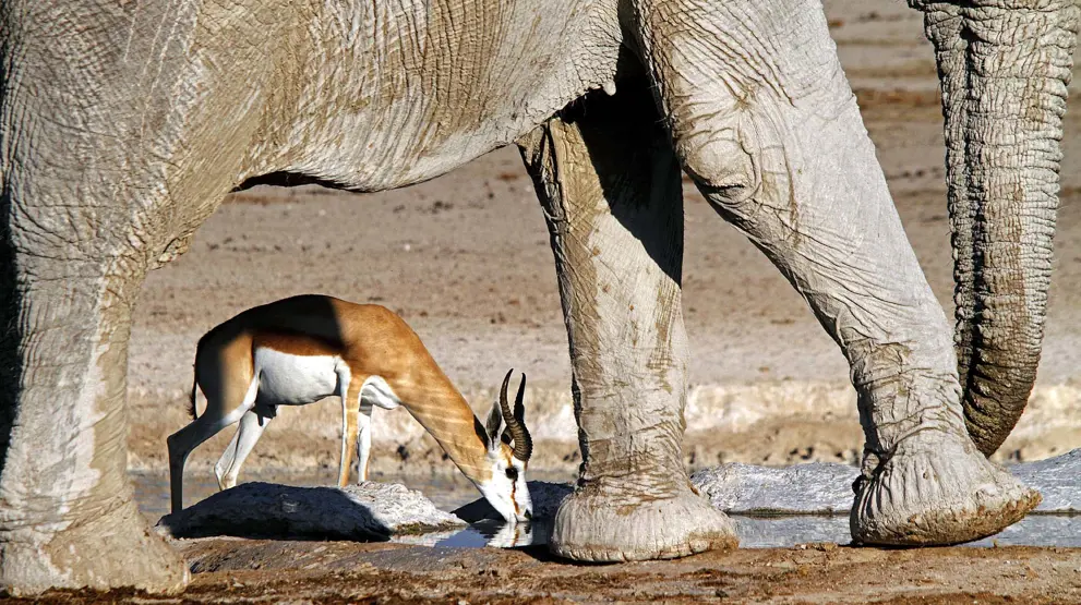 Oplev dyrelivet på en rundrejse i Namibia
