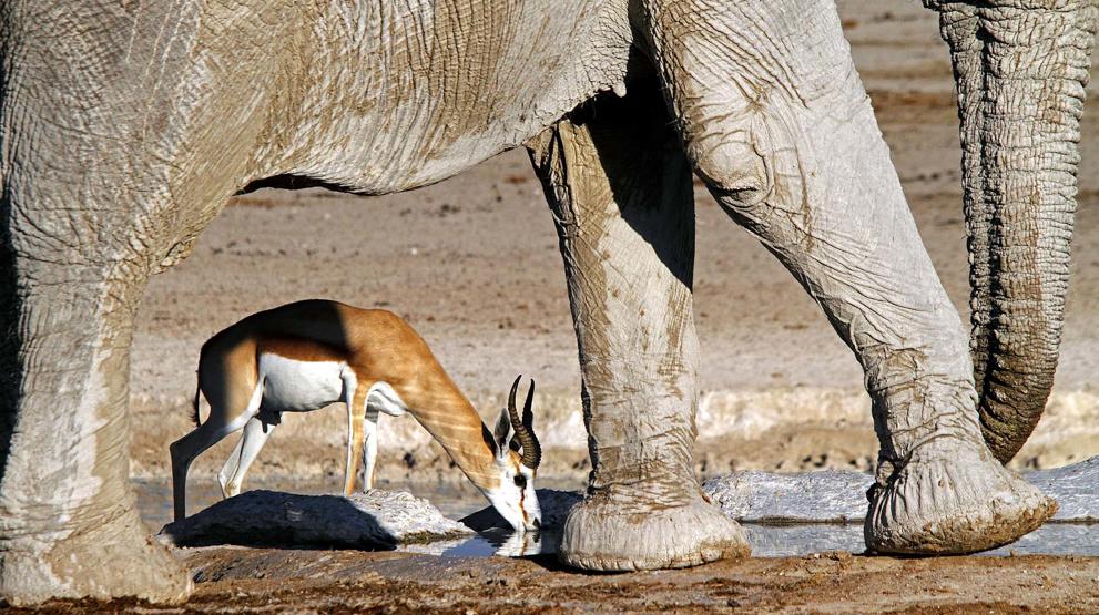 Safari i Namibia | Etosha med elefanter, antiloper m.m.