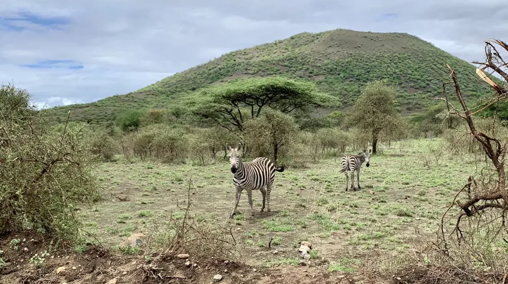 Et par zebraer spottet i Tsavo West National Park