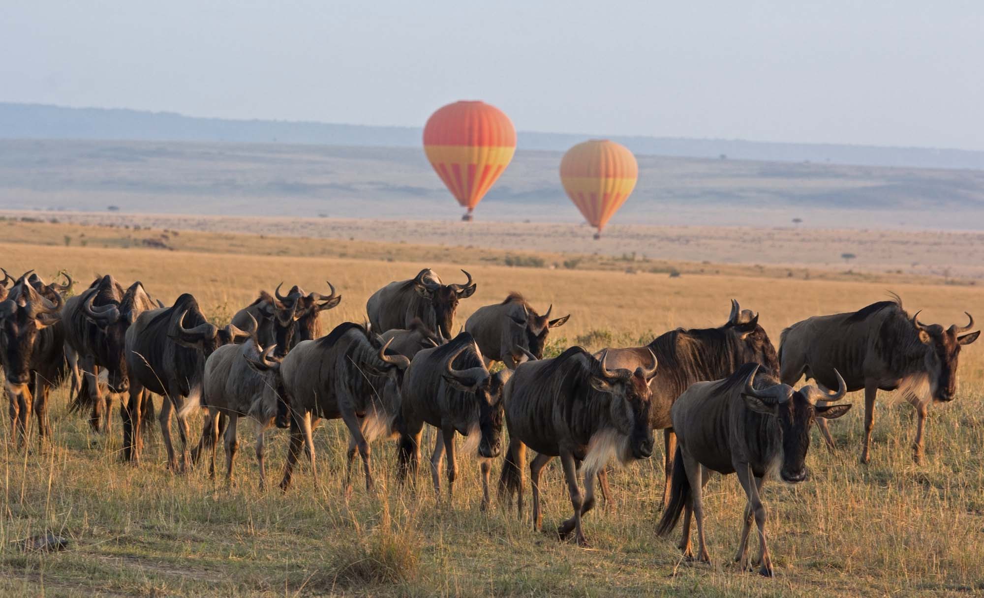 Få en enestående oplevelse med ballonsafari over savannen på din Afrika-safari