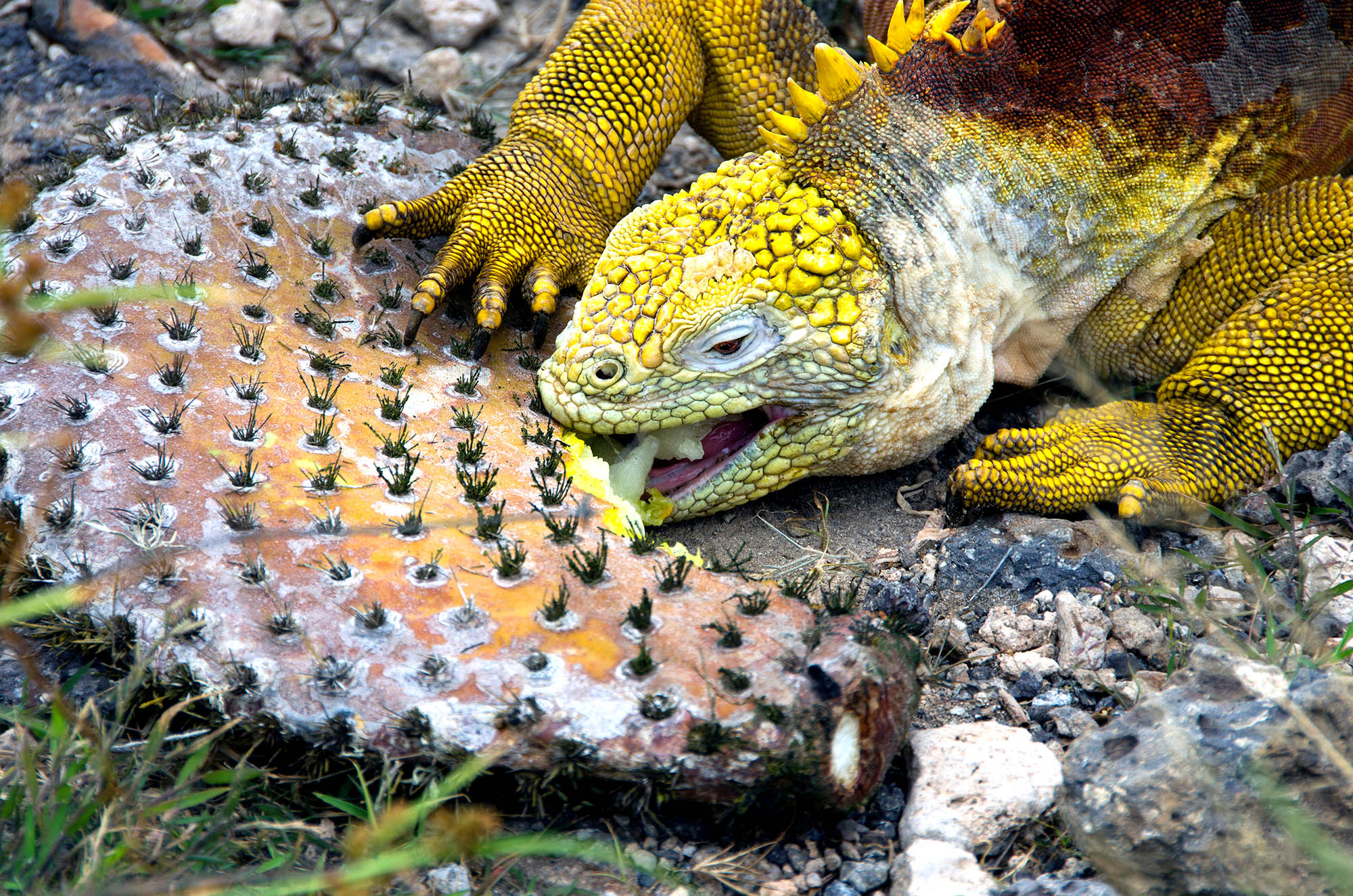 Se de smukke leguaner, mens de spiser figenkaktusser på Santa Fe