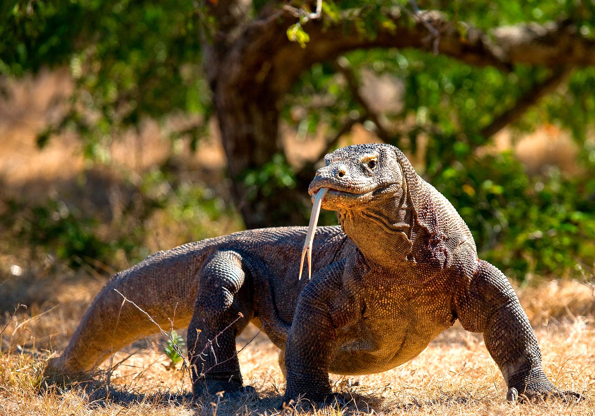 Man kan være heldig at se en komodovaran på afstand ifølge med guide