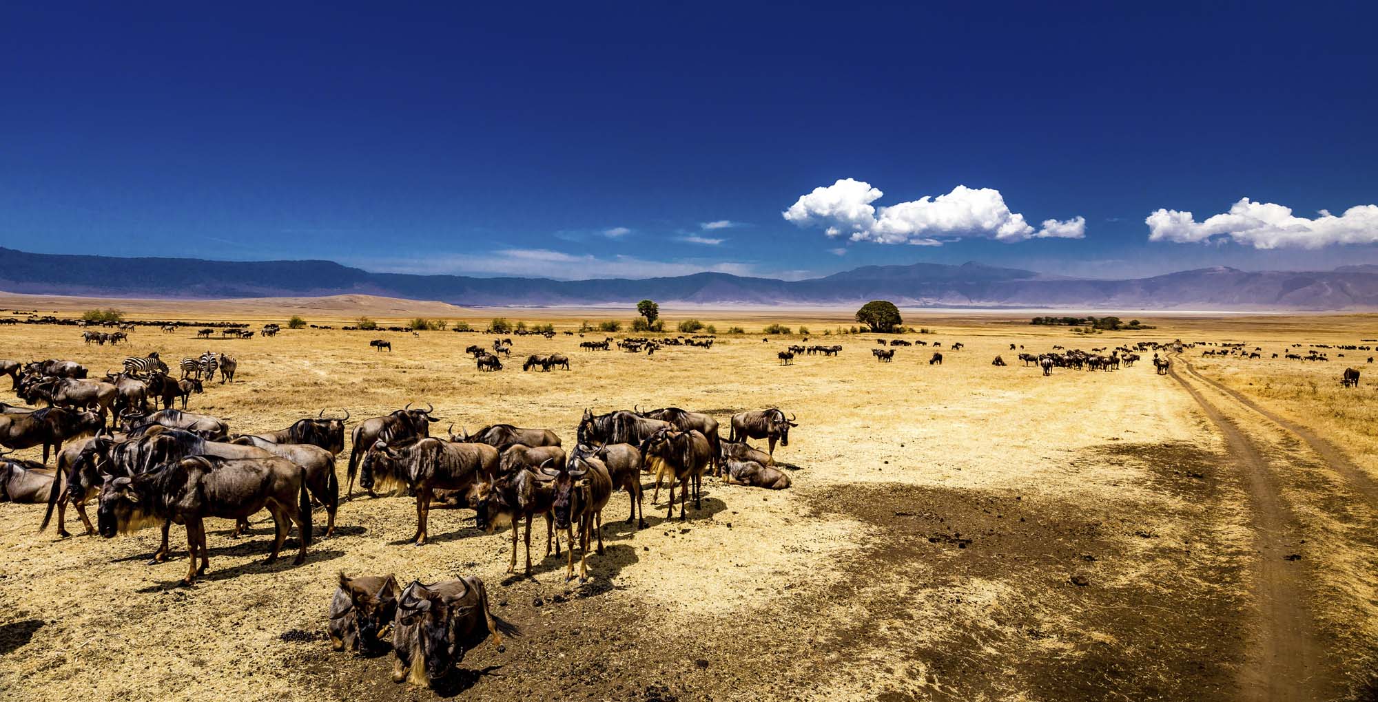 Rejser til Ngorongoro