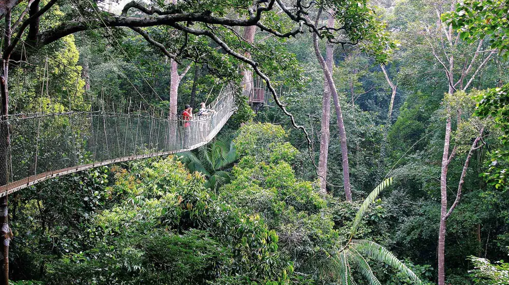 Oplev unik flora og fauna på guidede udflugter i regnskoven Taman Negara i Malaysia.