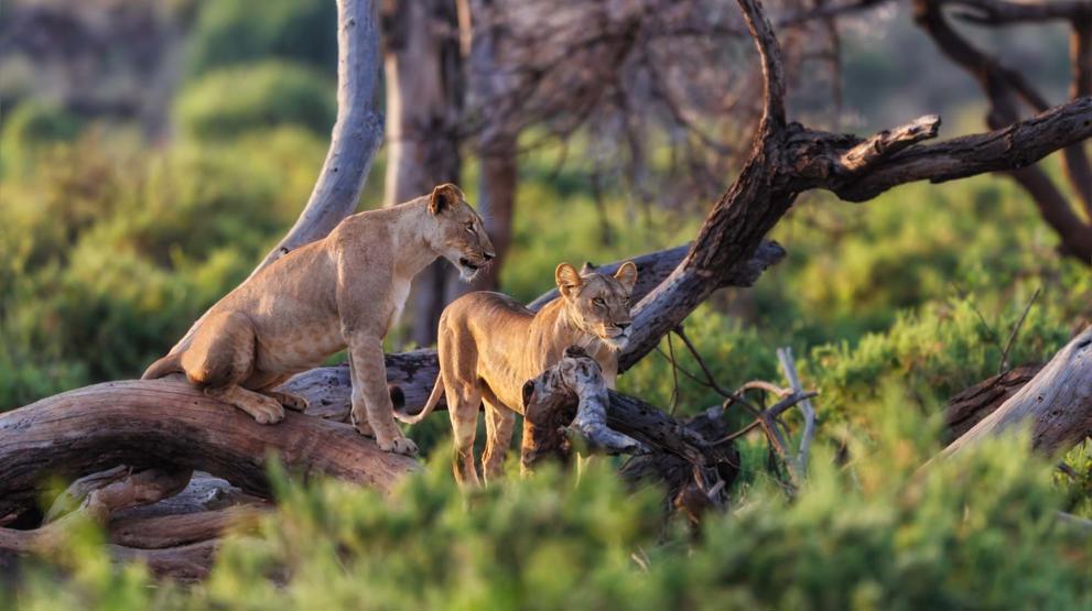 Løver i Samburu National Reserve
