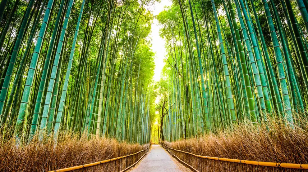 Lidt uden for Kyoto ligger Arashiyama, hvor du kan se den berømte bambusskov