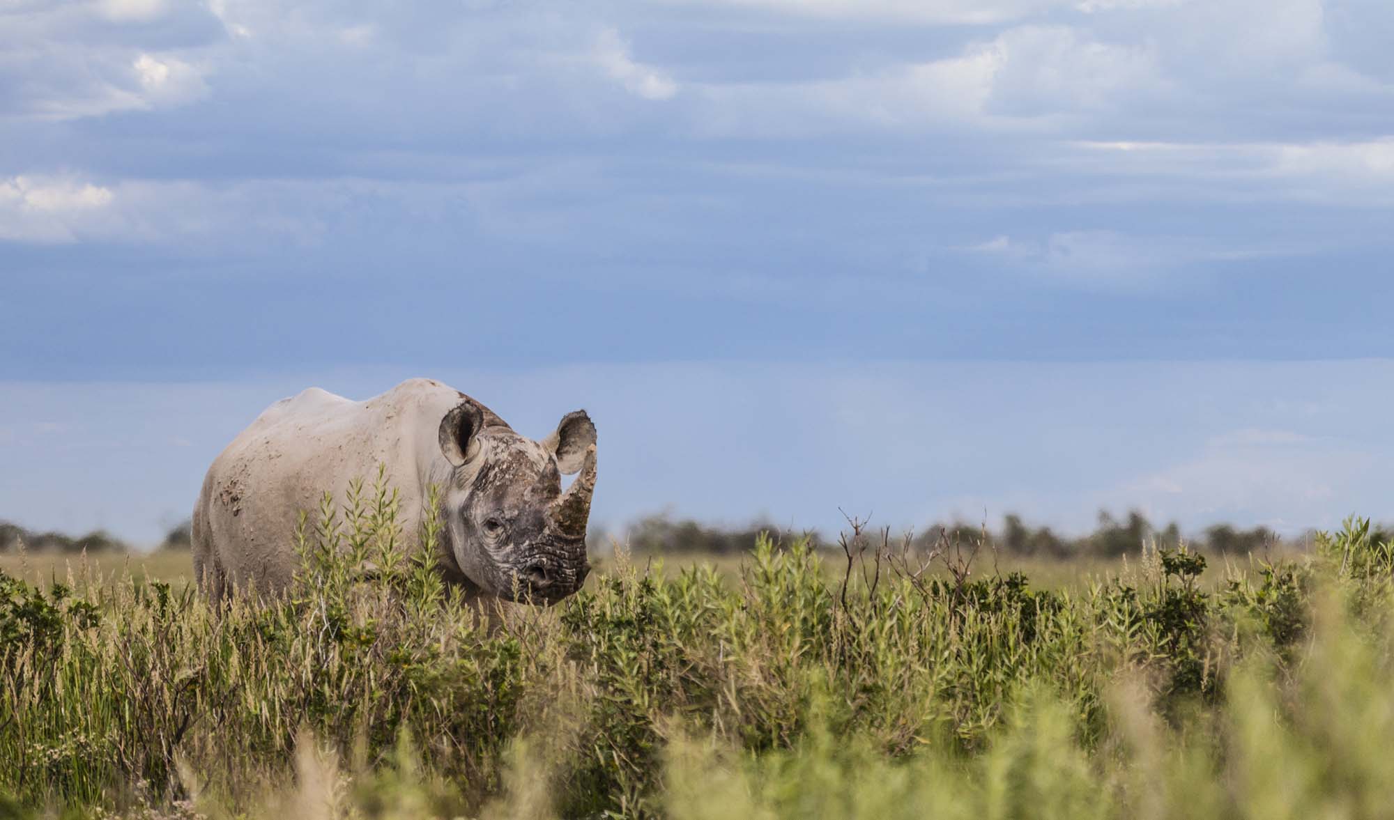 Næsehorn i Etosha