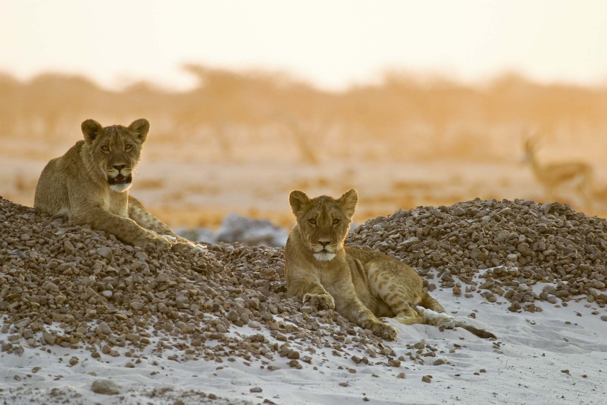 africa-botswana-makgadikgadi-pans-lions-shutterstock-379384057