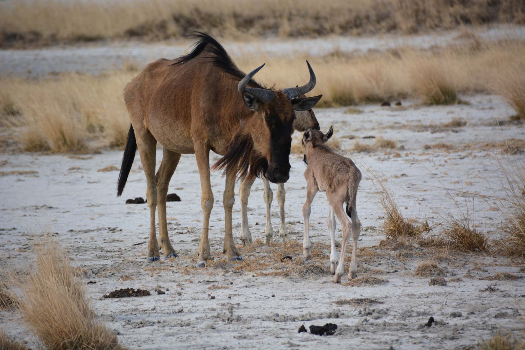 Oplev de mange arter i Makgadikgadi
