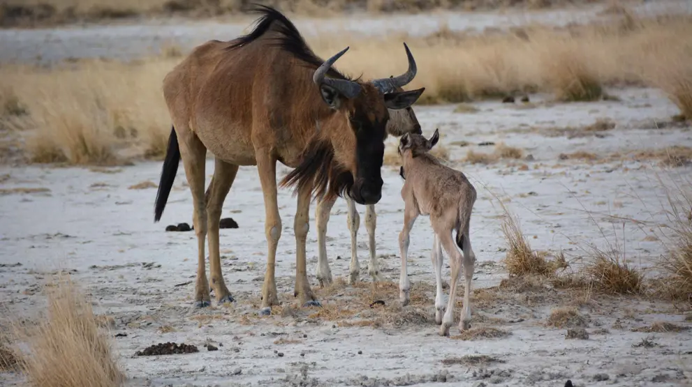 Oplev de mange arter i Makgadikgadi