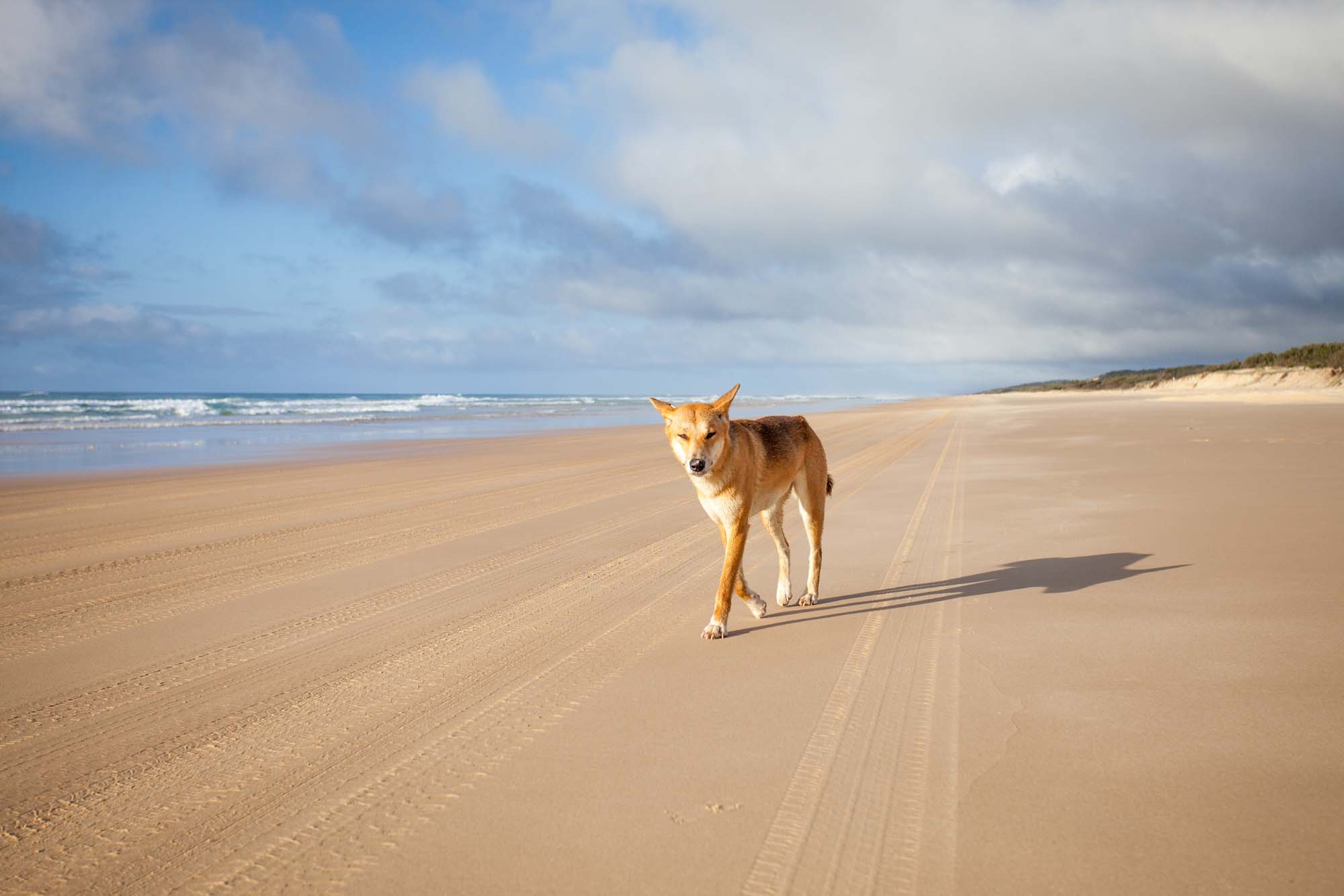 Vær heldig og se en Dingo!