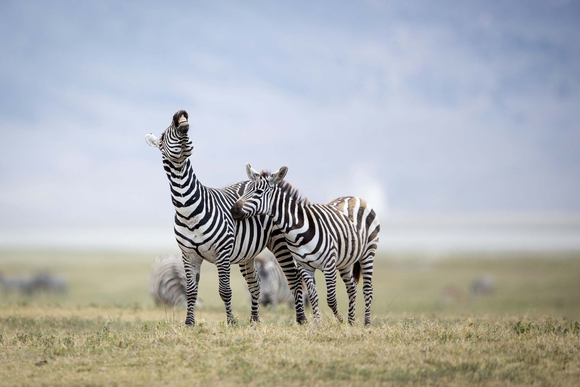 Zebraer i Ngorongoro