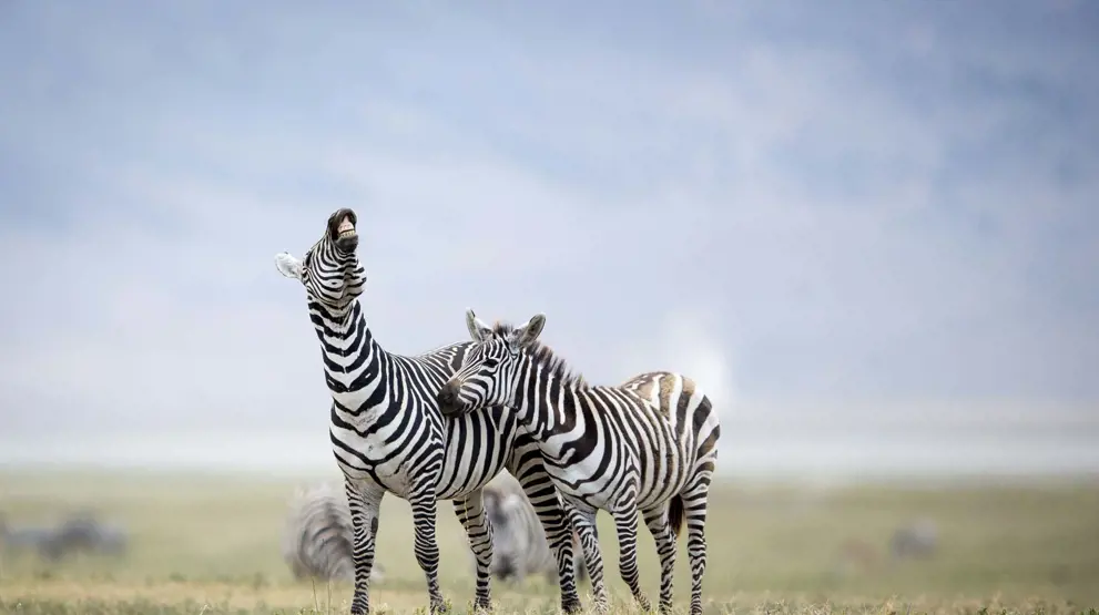 Zebraer i Ngorongoro