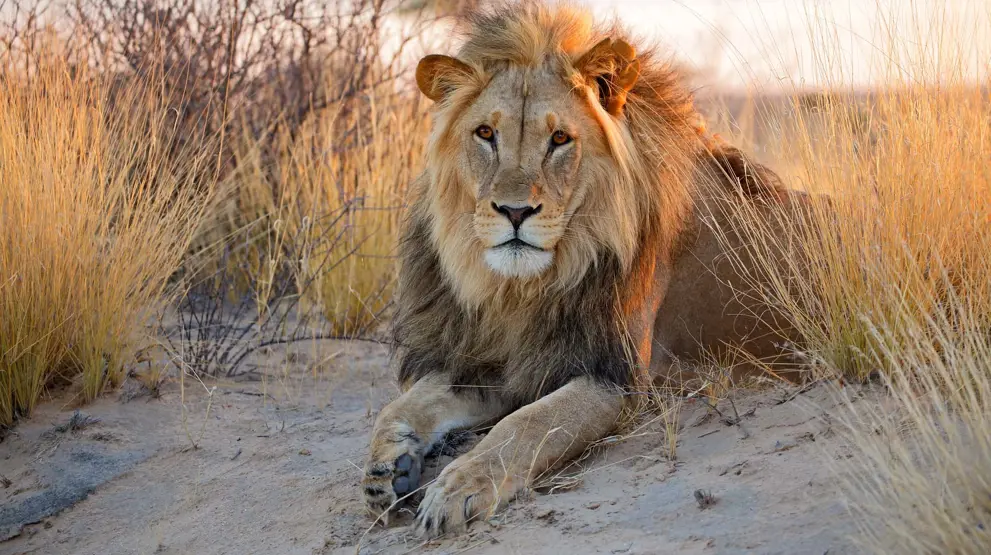 Majestætisk løve i Botswanas Kalahari-ørken.