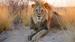 En smuk hanløve slapper af - Safari i Kalahari