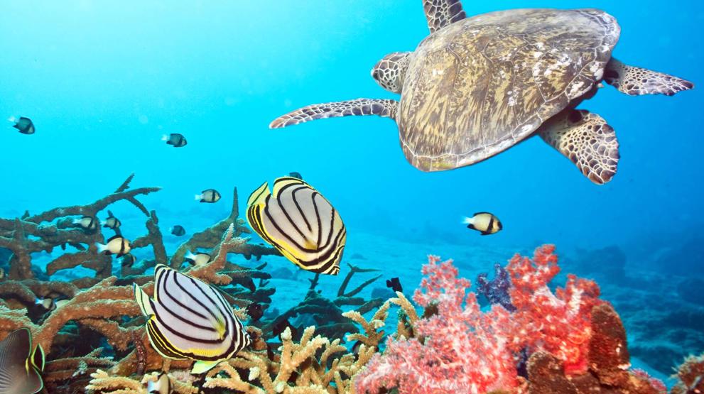 Paradiset under havoverfladen - Rejser til Maldiverne