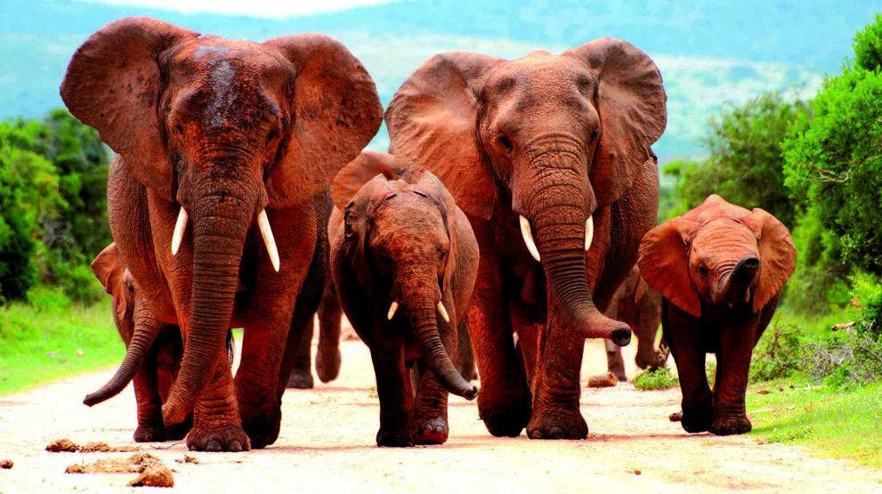 Addo Elephant nationalpark, Sydafrika