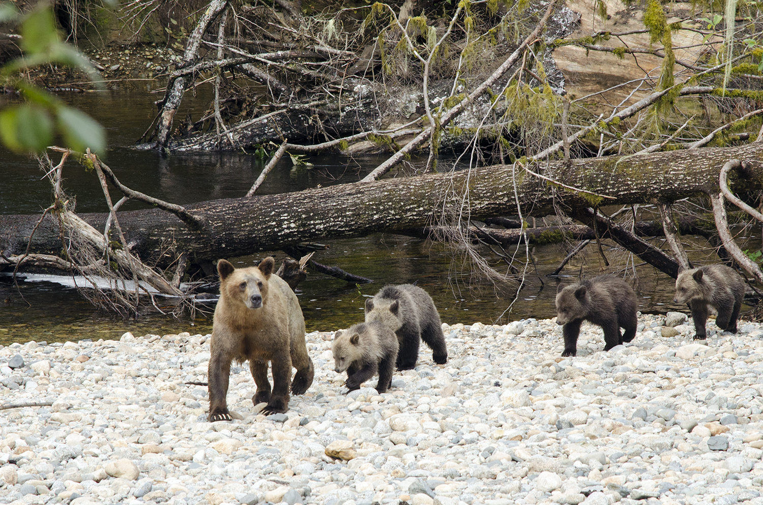 Sailcone's Grizzly Bear Lodge i British Columbia, Canada