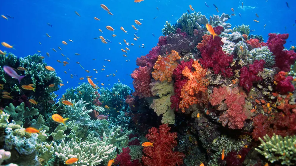 Koralkysten er ideelt til snorkling og dykning på din ferie til Fiji-øerne.