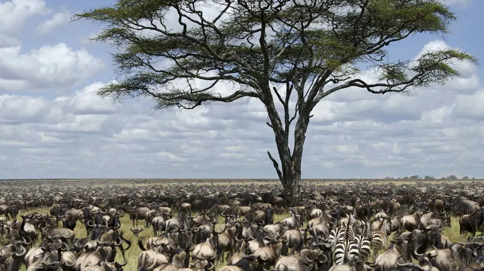 Oplev vildtvandringen i Serengeti, hvor millioner af dyr er på vandring