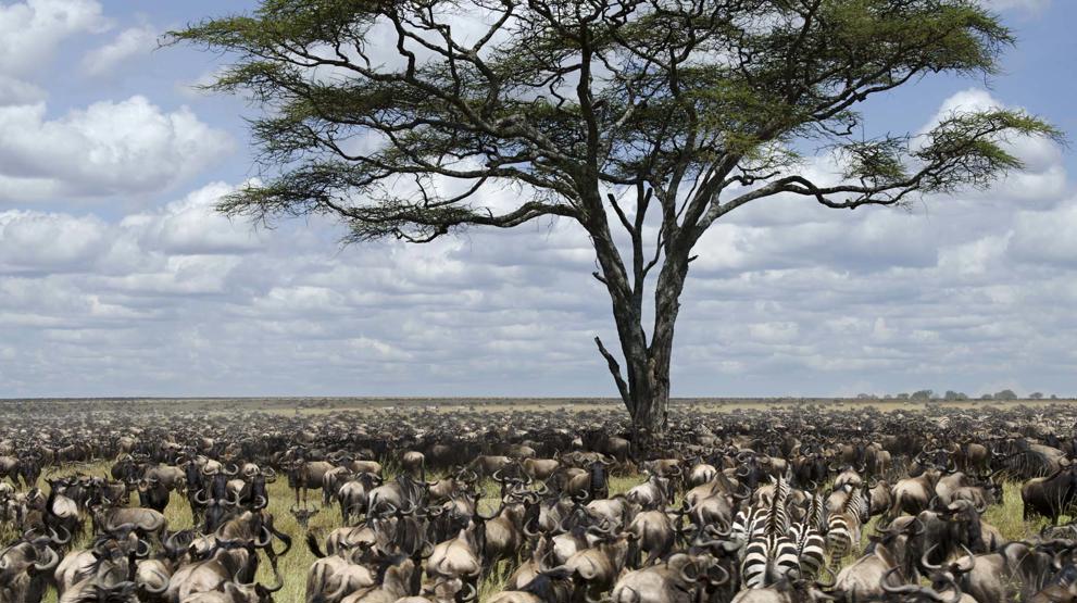 Oplev vildtvandringen i Serengeti, hvor millioner af dyr er på vandring