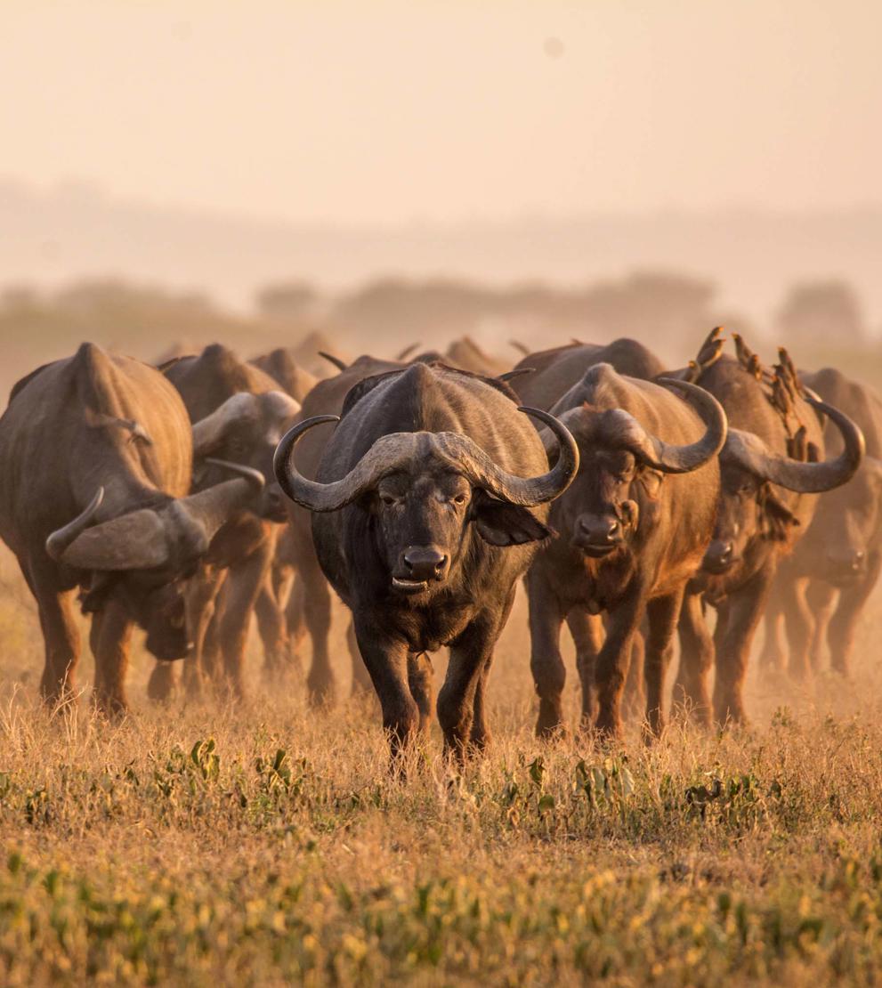 Safari i Tanzania