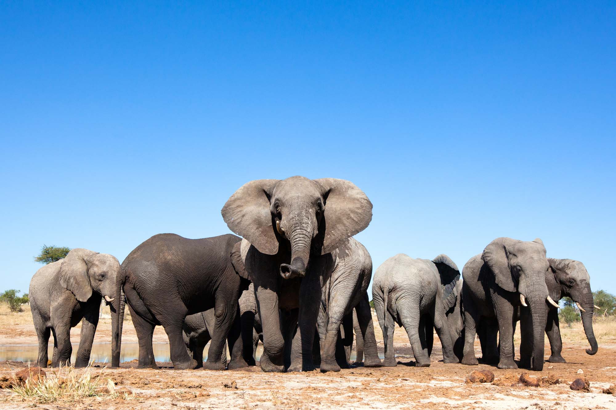 Zimbabwe-Elephants-iStock-508382052-xl