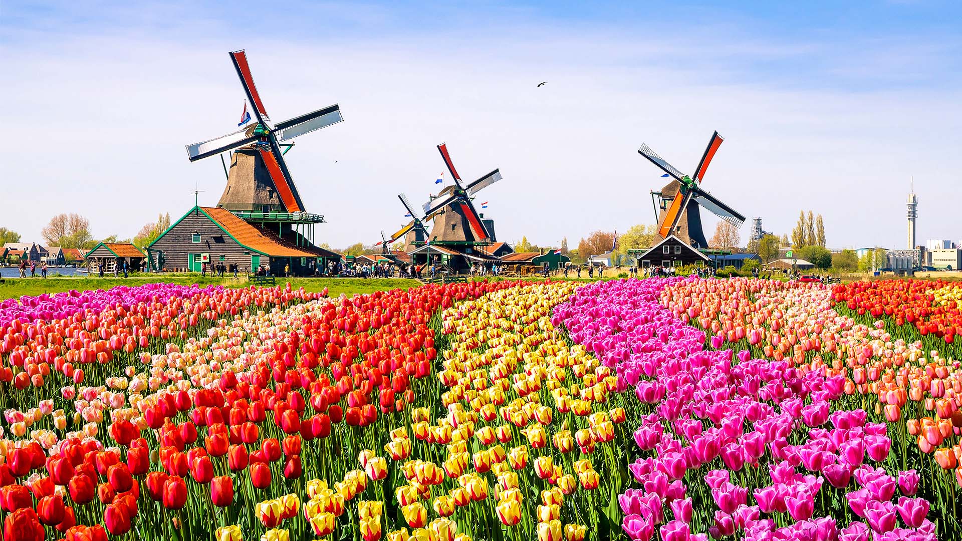 Tulipaner og vindmøller i Holland