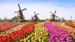 Tulipaner og vindmøller i Holland