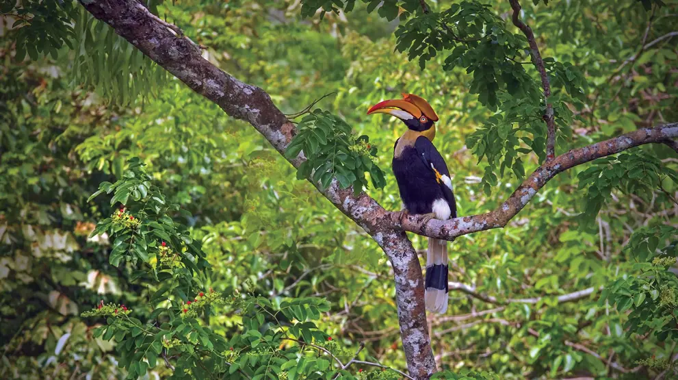 Oplev spændende dyrearter og grøn natur på din Thailand-rejse.