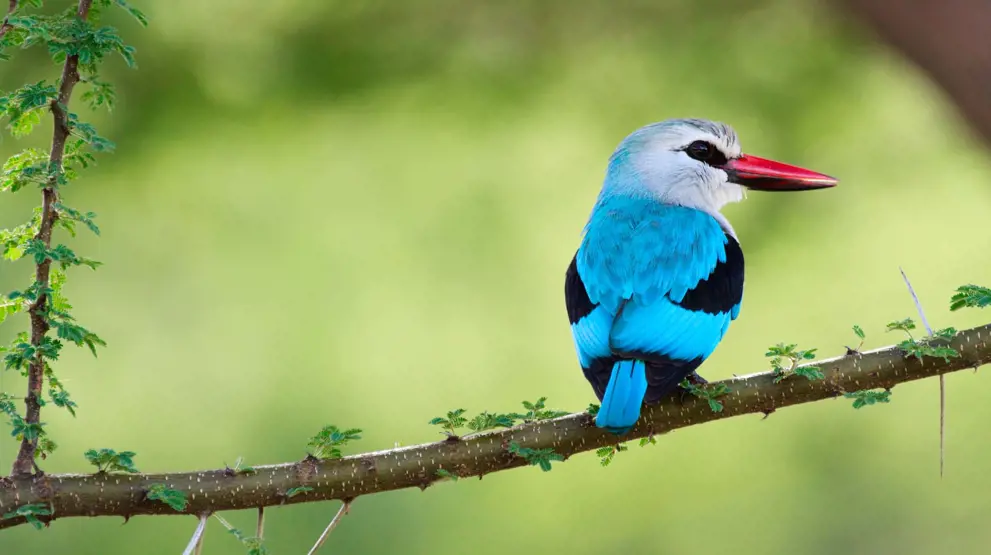Kingfisher ved Lake Manyara