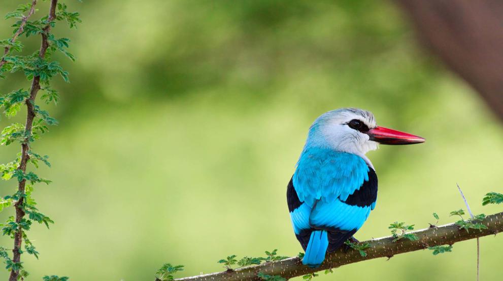 En safari i Afrika byder også på et fantastisk fugleliv