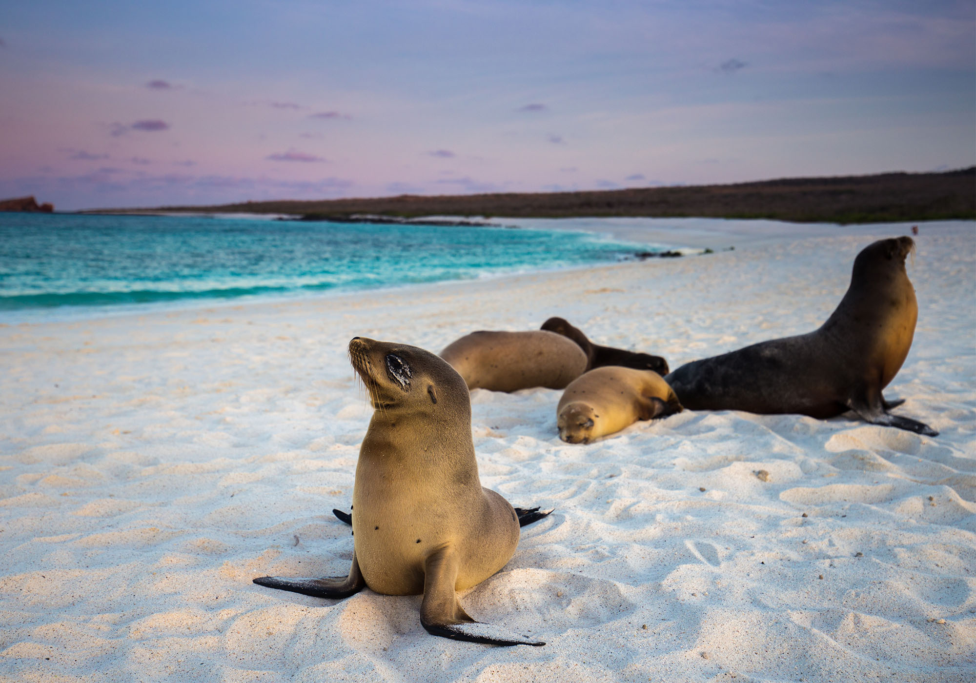 Masser af søløver på Galapagos