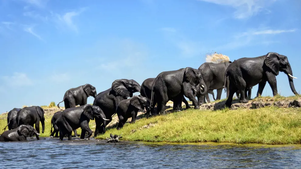 Afrikas største bestand af elefanter kan du opleve i Chobe National Park.