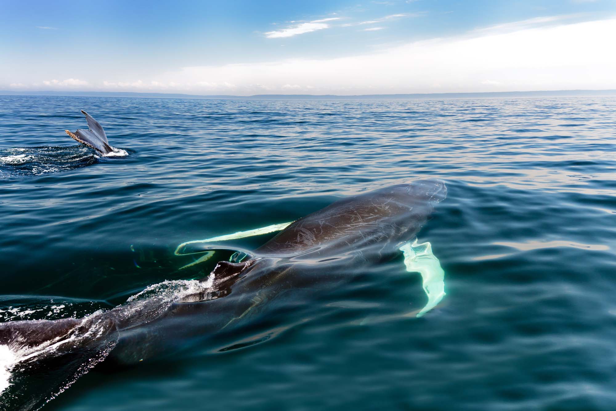 Se hvaler i Nova Scotia