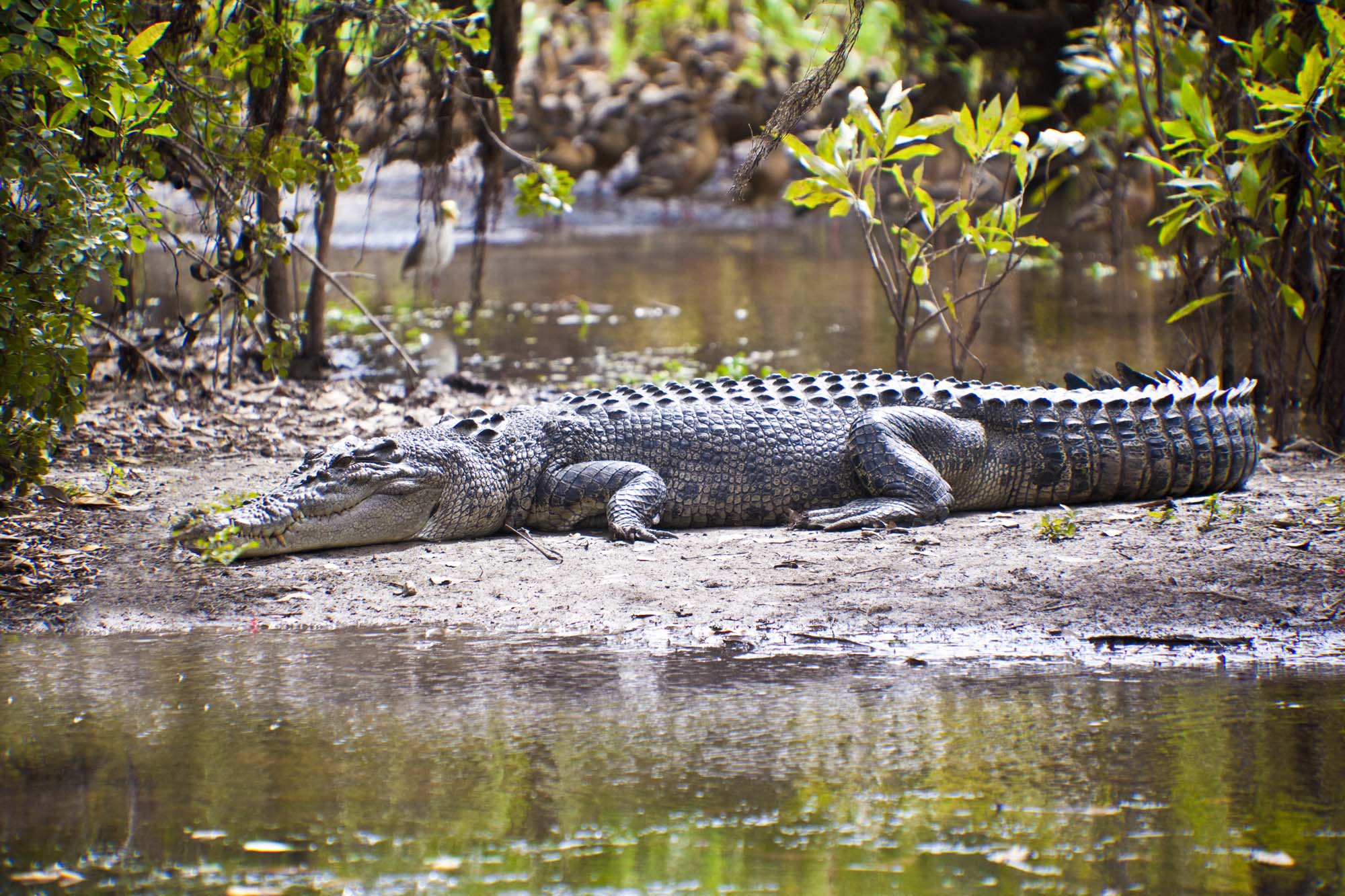 På din Australien-rundrejse kan du se krokodiller i Kakadu National Park.